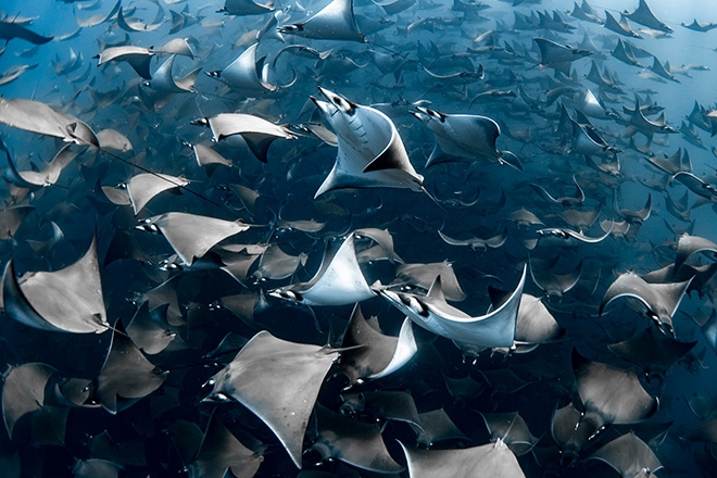 Blancpain strengthens Ocean Commitment